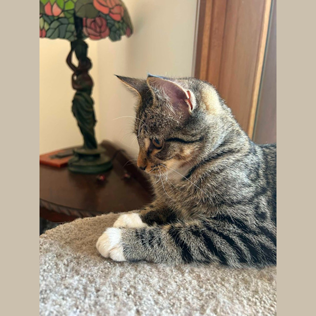 Photo of Cosmo