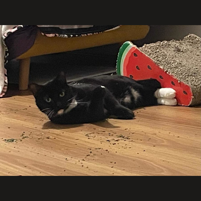 Photo of Pudding