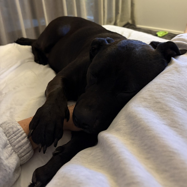 Photo of Nova