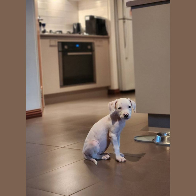 Photo of Koko Licious