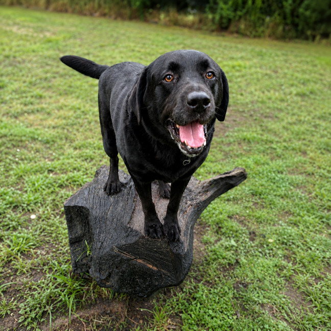 Photo of Scooby