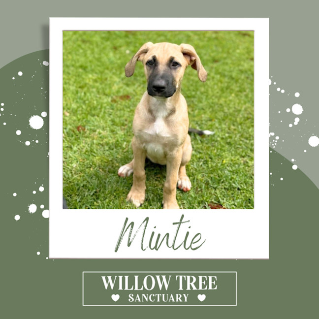 Photo of Mintie 