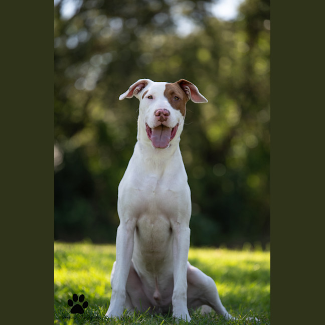 Photo of Huxley