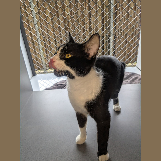 Photo of Sir Meowsalot