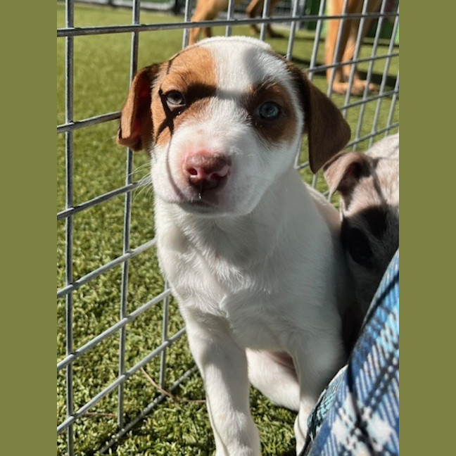 Photo of D1172 Cadbury 