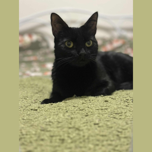 Photo of Olive🫒* 9 Lives Project Rescue*