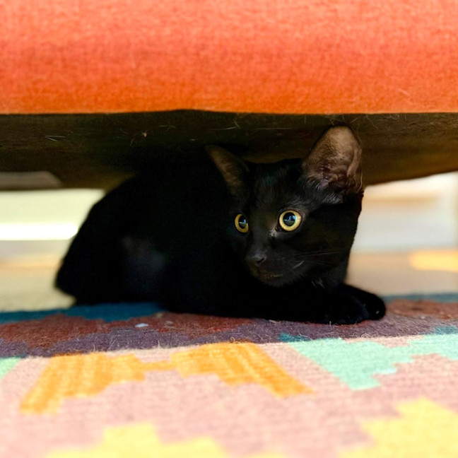 Photo of Sprout   In Foster Care In Brunswick East
