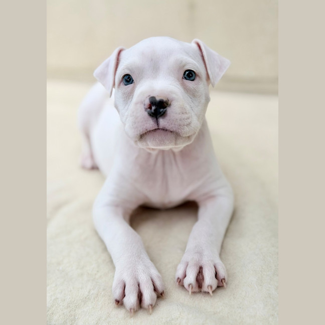 Photo of Whisper