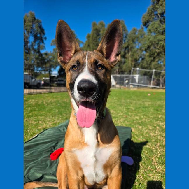 Photo of Jester