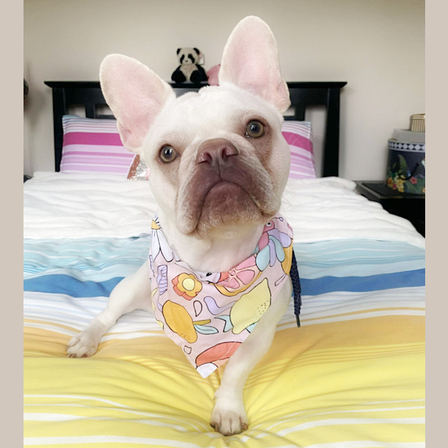 Photo of 🧚‍♀️pixie🧚‍♀️