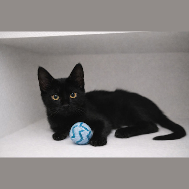 Photo of Leo And Luna 