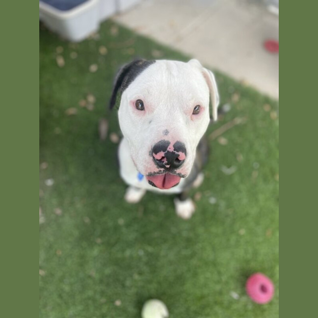 Photo of Hugo