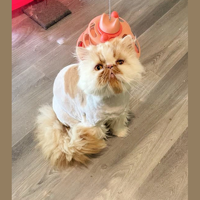 Photo of 🧡Artemis & Lula💙