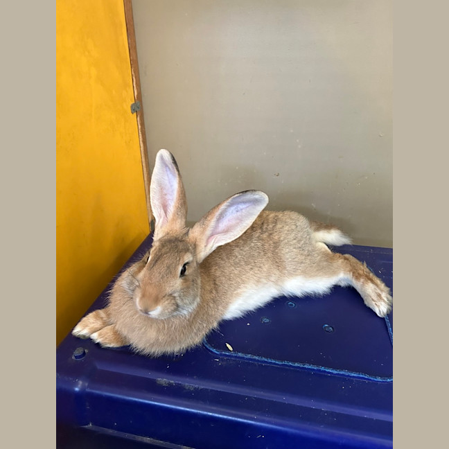 Photo of Cookie