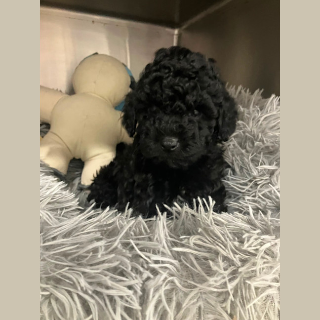 Photo of Jon Snow 