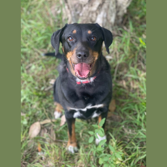 Photo of Trixie