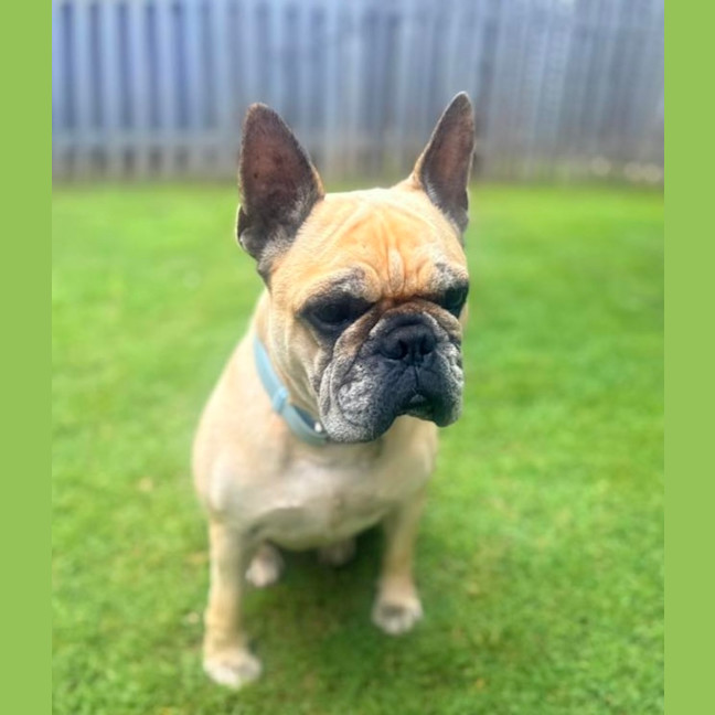 Photo of Rubble *$350 Adoption Fee*