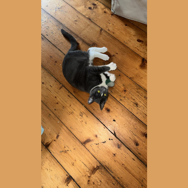 Photo of Pengi