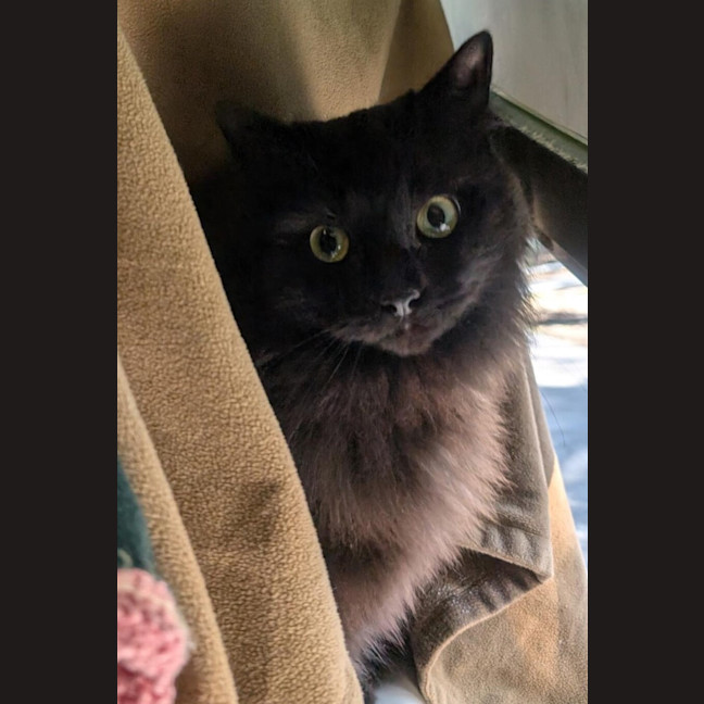 Photo of Midnight