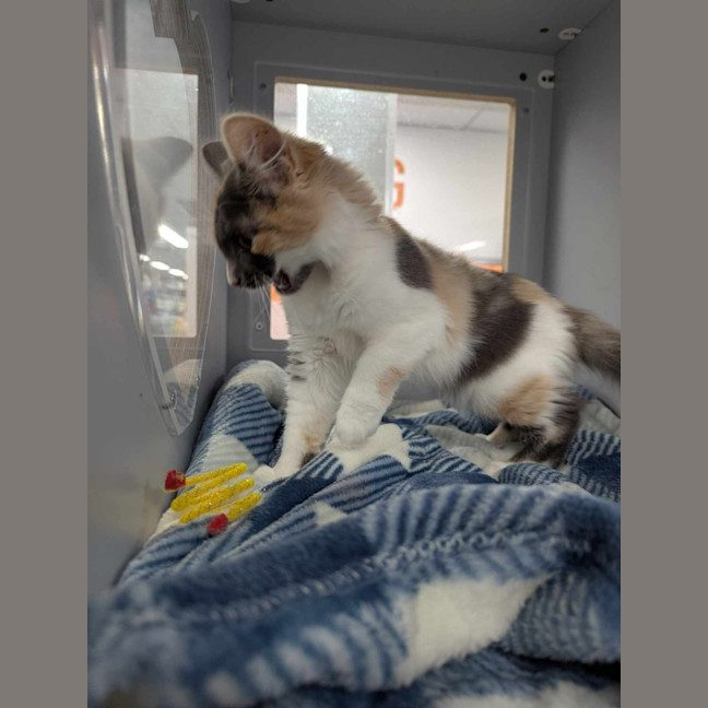 Photo of Betty Rubble 