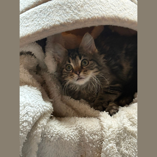 Photo of Larry 😻😻💙💙