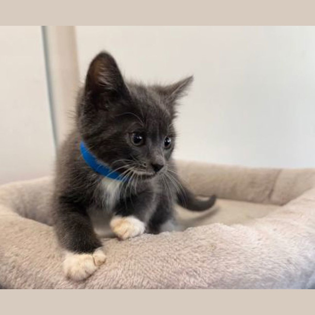 Photo of Lucky Blue