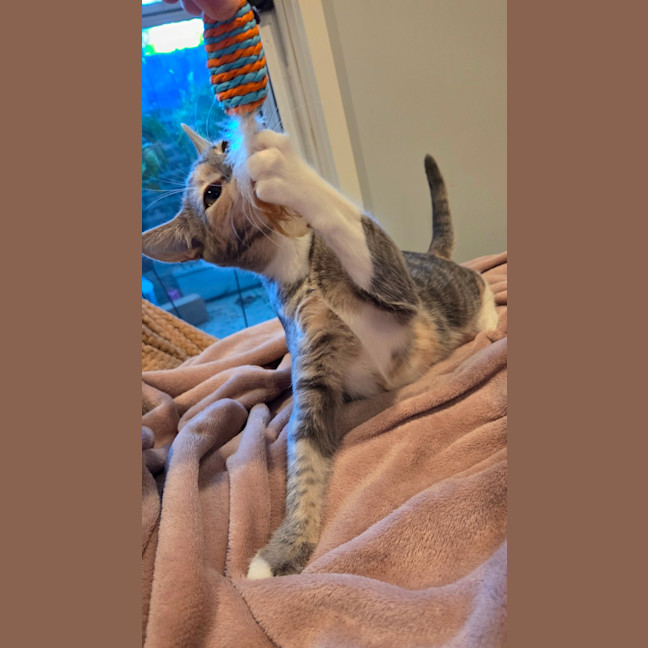 Photo of Paprika