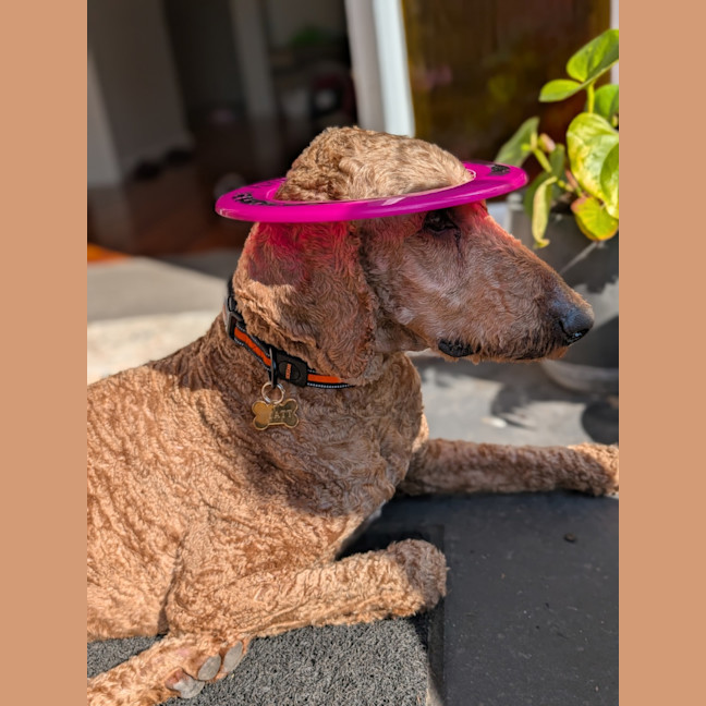 Photo of Wyatt