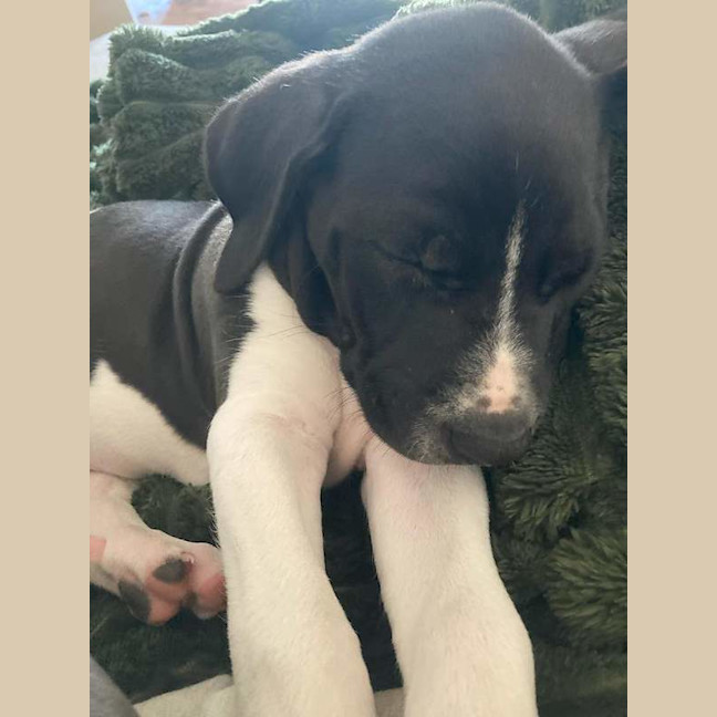 Photo of Rocky