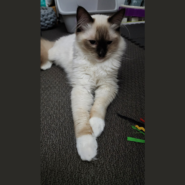 Photo of Zorro
