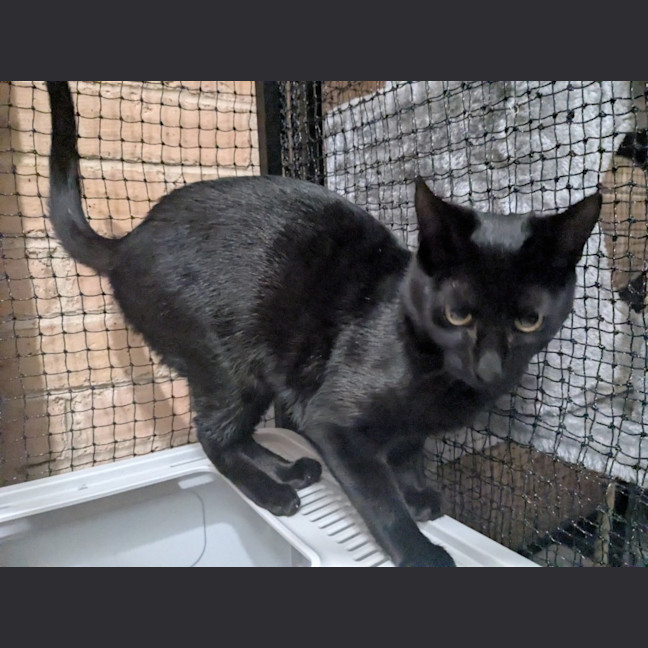 Photo of Reglisse