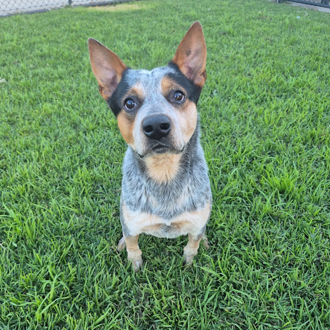 Photo of Toby 
