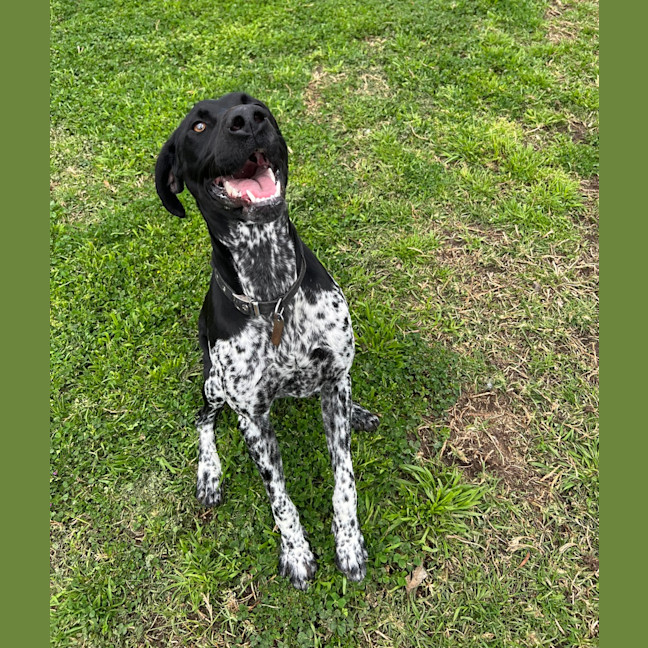Photo of Stella