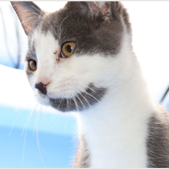 Photo of Friday  & Jackson  Now At Pet Quarters Broadmeadow