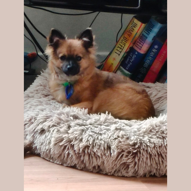 Photo of Jimmy   4 Month Old Pomeranian X