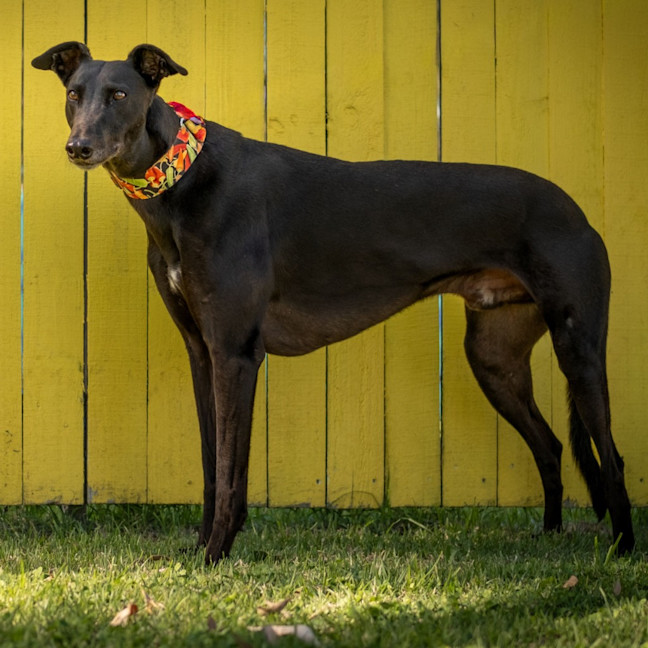 Photo of Goose The Greyhound
