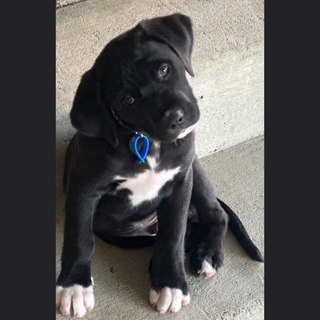 Photo of Cosmo