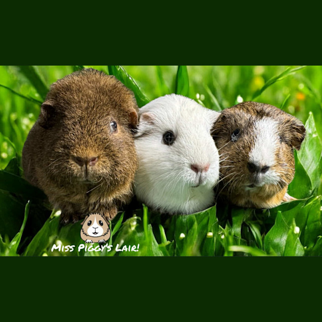 Photo of Blistina, Blossom & Buttercup