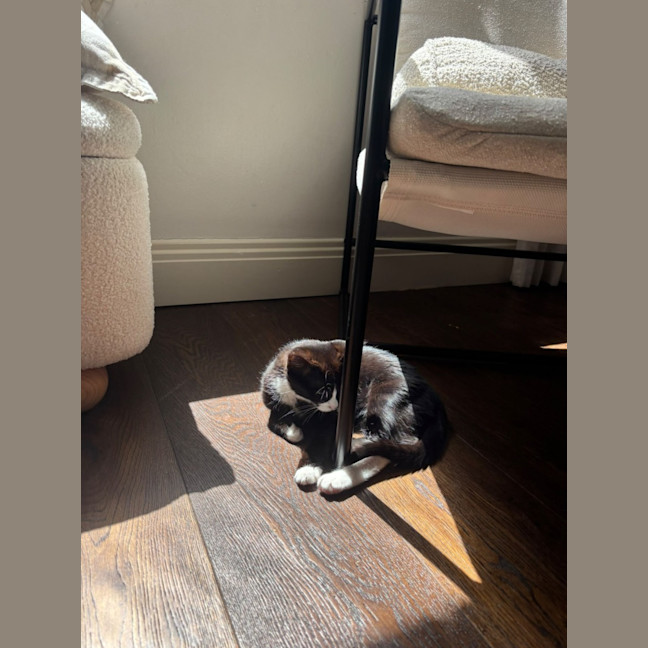 Photo of Domino