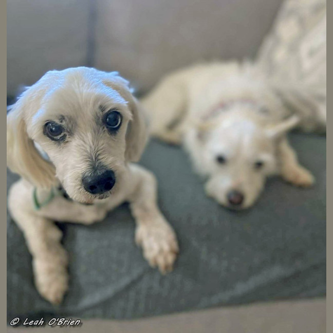 Photo of Ziggy And Bailie