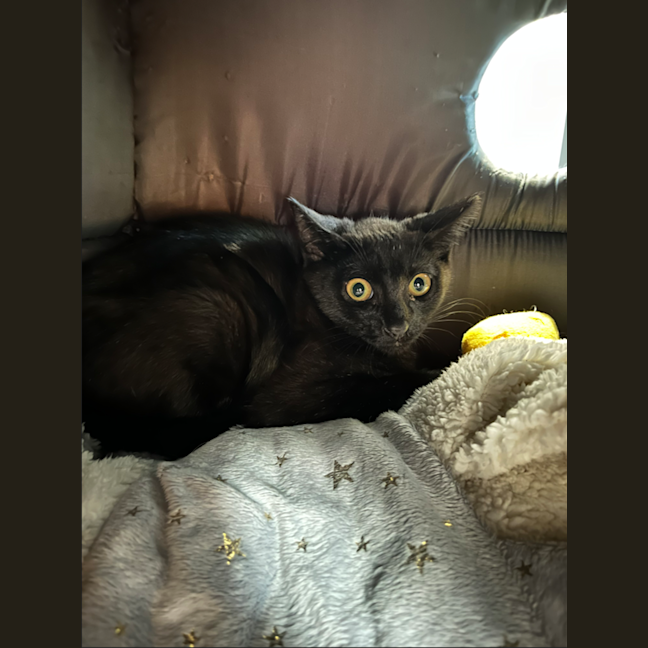 Photo of Jet
