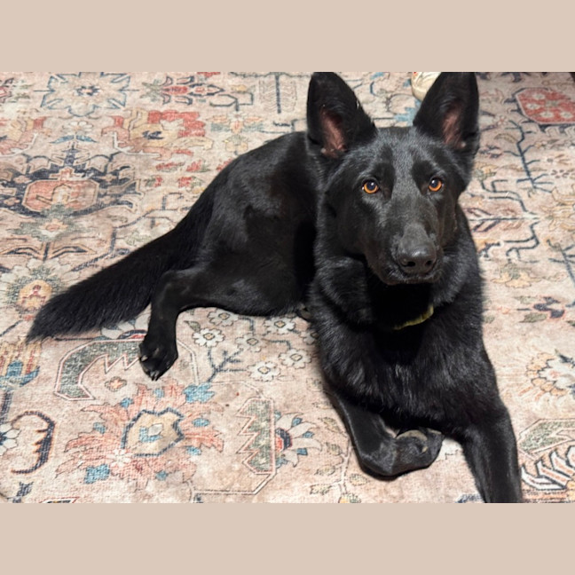 Photo of Luna