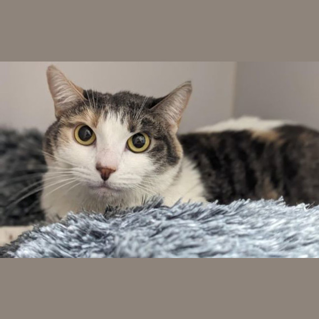 Photo of Sesame
