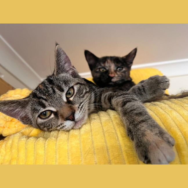 Photo of Starfire   In Foster Care In Brunswick