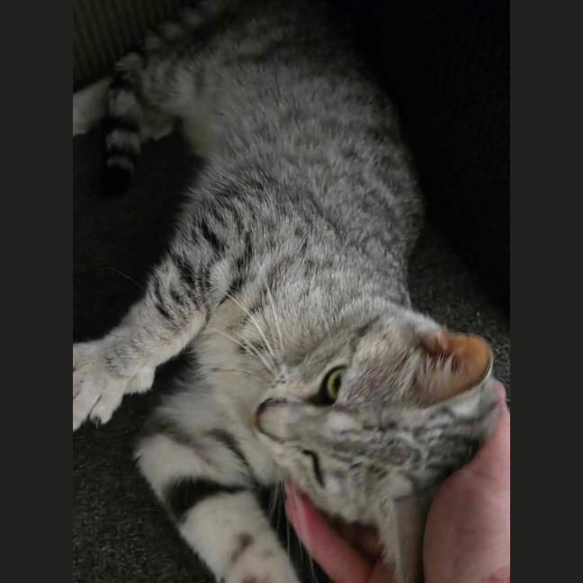 Photo of Mumma Noodle