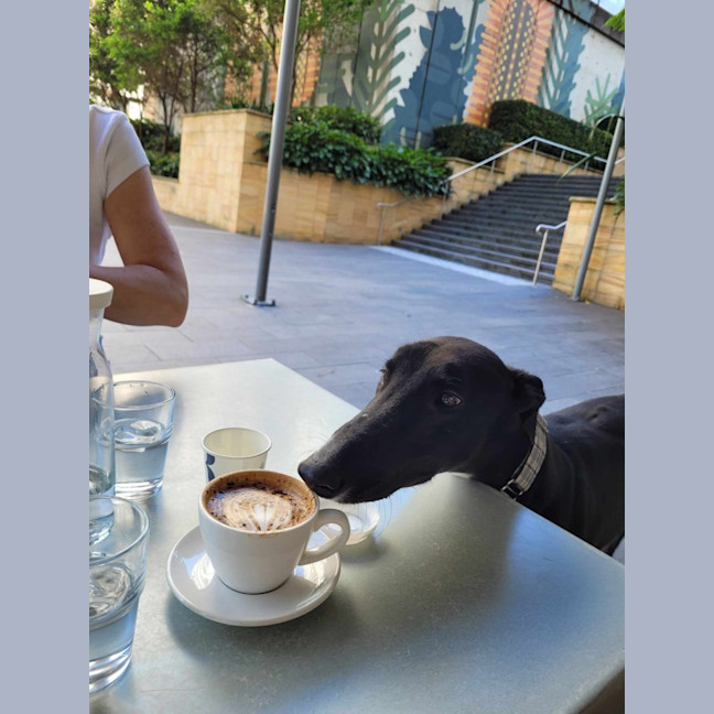 Photo of Little Ninja, The Greyhound