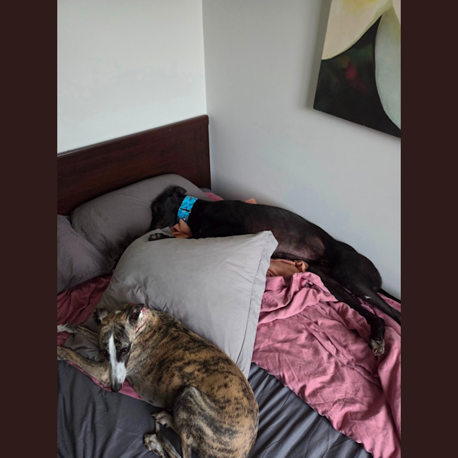 Photo of Jay, The Greyhound