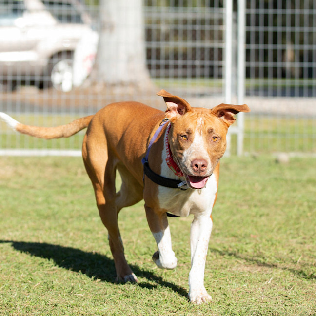 Photo of Buddy