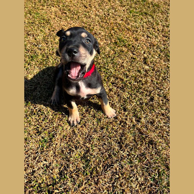 Photo of Reginald