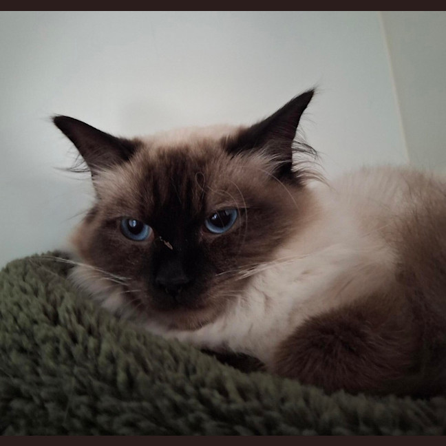 Photo of Mya (Bonded To Luna)